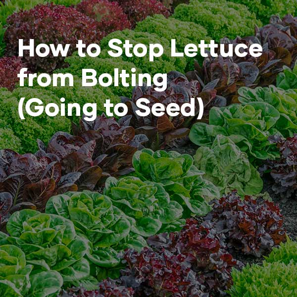 Stop Lettuce from Bolting (going to seed) | Seedmart Australia