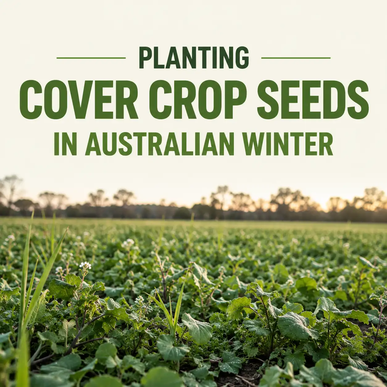Plant Cover Crops in Winter | Seedmart
