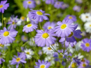Swan River Daisy Flower Seeds | Seedmart Australia
