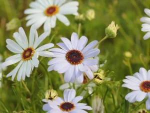 Swan River Daisy Seeds | White Flower | Seedmart Australia