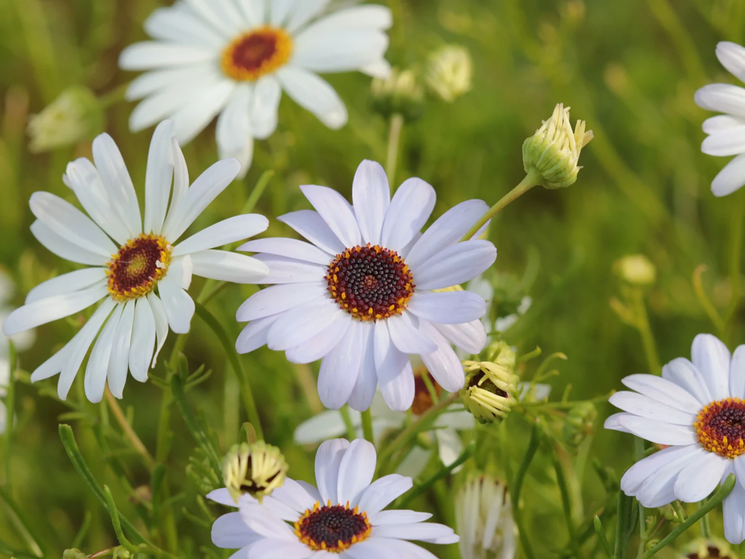 Swan River Daisy Seeds | White Flower | Seedmart Australia