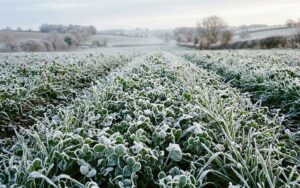 winter-cover-crop-background-seedmart-australia-1