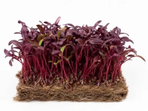 Dense clump of purple amaranth microgreens with slender red stems and small leaves, roots visible in a soil block at the base