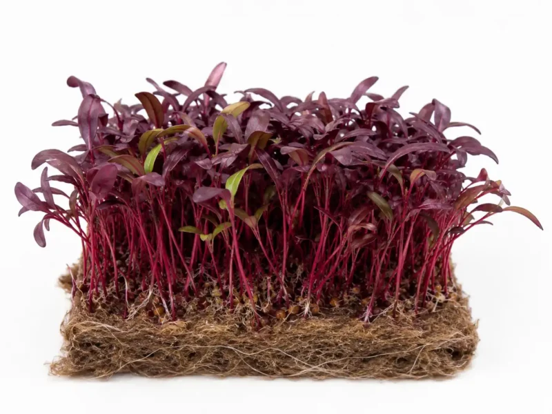 Dense clump of purple amaranth microgreens with slender red stems and small leaves, roots visible in a soil block at the base