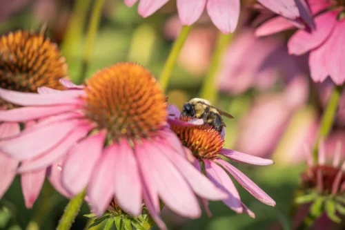 Echinacea Plant | Bee Friendly | Seedmart
