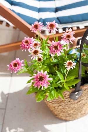 Echinacea Plant in a Pot | Seedmart