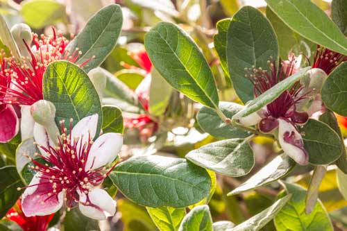 Feijoa Flowering Tree | Seedmart Australia