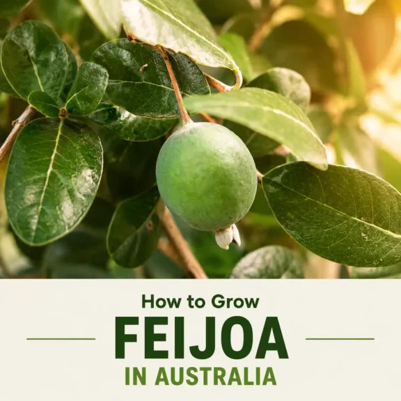 Feijoa Growing Australia | Seedmart Australia