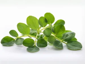 fenugreek-herb-isolated-image