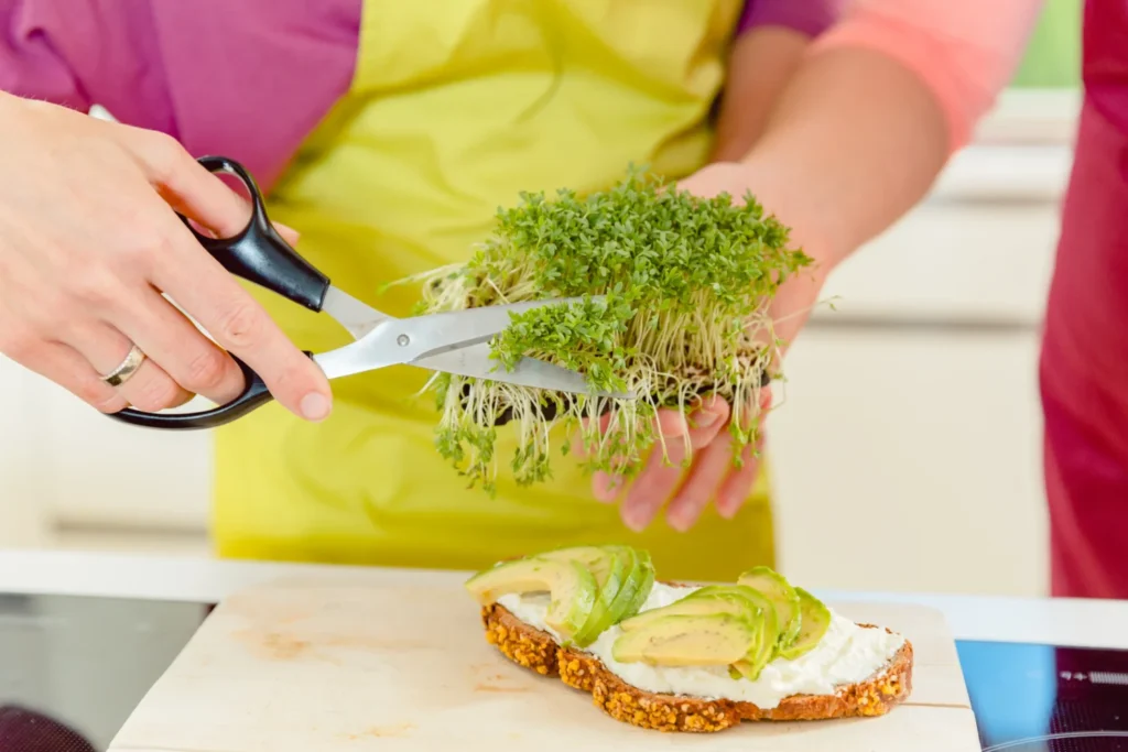 fenugreek-sprouts-cutting-sandwich-seedmart-australia