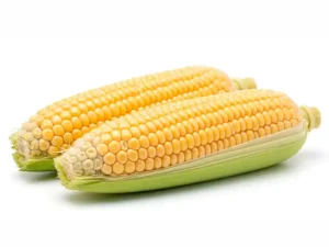 grampian-corn-seeds-seedmart-australia
