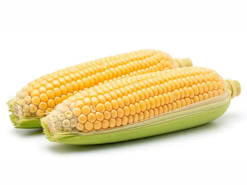 grampian-corn-seeds-seedmart-australia