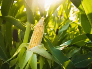 grampian-sweet-corn-field-seedmart-australia