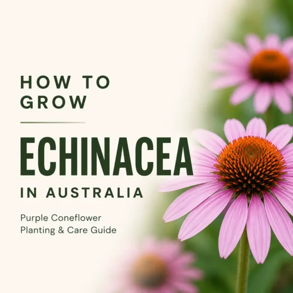 How to Grow Echinacea in Australia | Seedmart