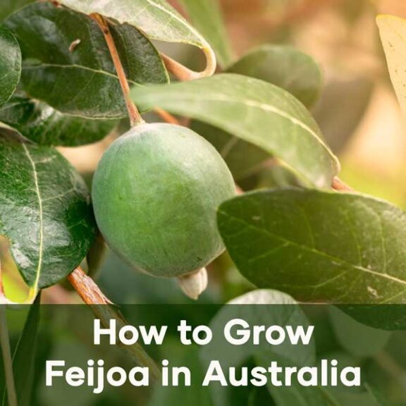 Grow Feijoa in Australia
