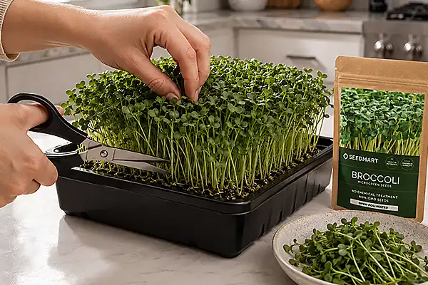 Harvesting broccoli microgreens with scissors