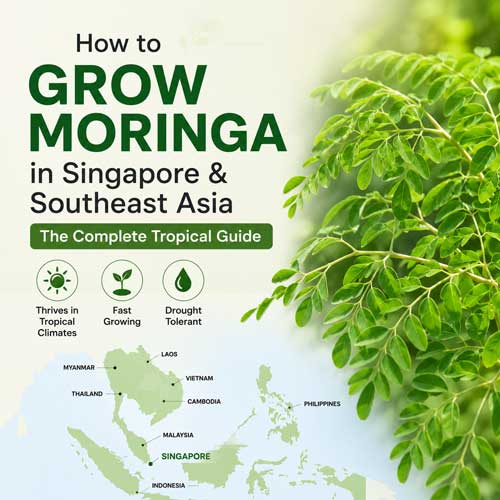 How to Grow Moringa South East Asia & Singapore | Seedmart
