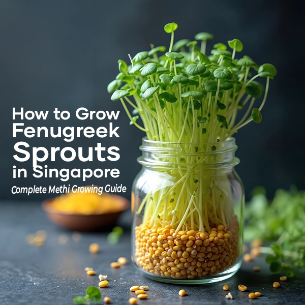 how-to-grow-fenugreek-sprouts-in-singapore-asia-seedmart-australia-2