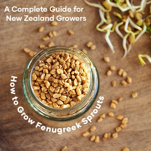 how-to-grow-fenugreek-sprouts-new-zealand-seedmart-australia