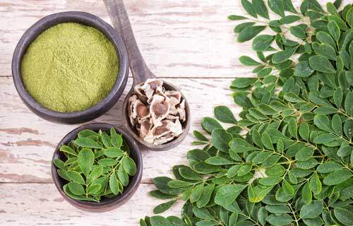 Moringa Seeds Plant Leaves | Seedmart