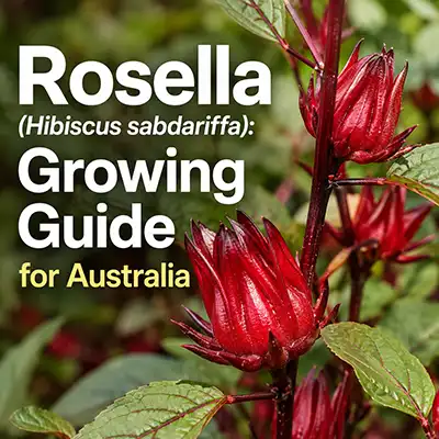 Rosella Growing Guide | Australia | Seedmart