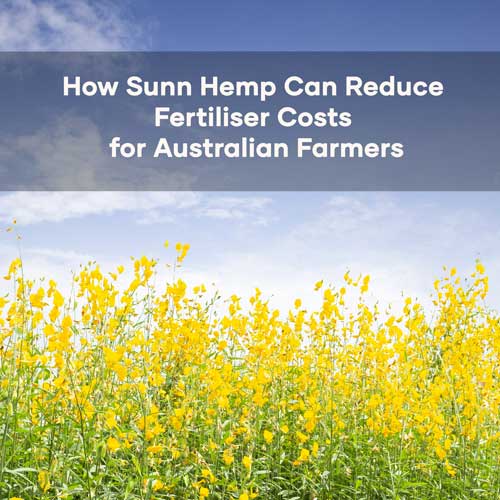 Sunn Hemp Featured Image | Seedmart
