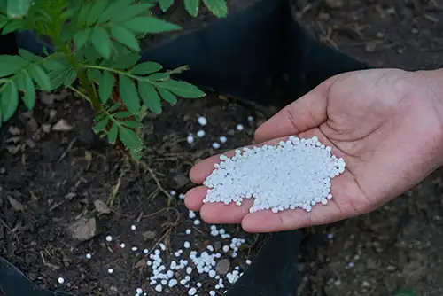 Sunn Hemp Nitrogen Fixing Fertiliser | Seedmart
