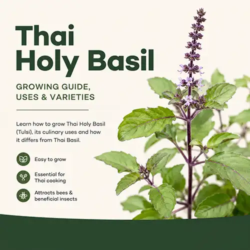 Thai Holy Basil Growing Guide | Featured Image | Seedmart