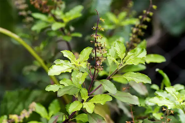 Thai Holy Basil growing in an Australian herb garden