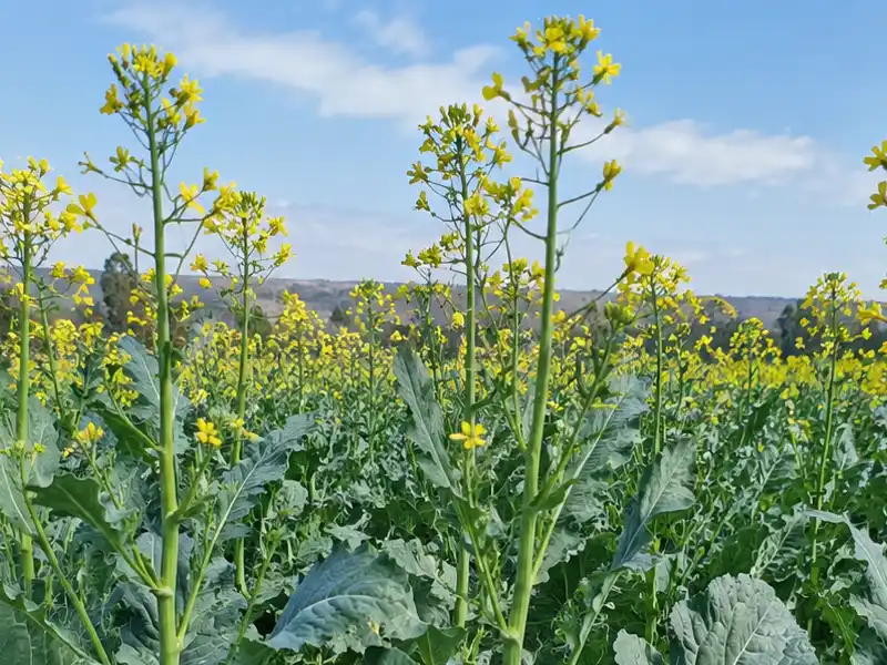 Brassica Carinata | Mustard Cappucchinno Seeds