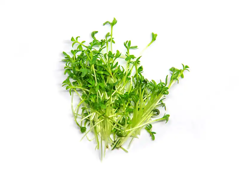 chervil-microgreens-isolated-seedmart-australia.