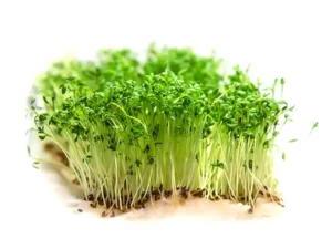chervil-microgreens-seedmart-australia