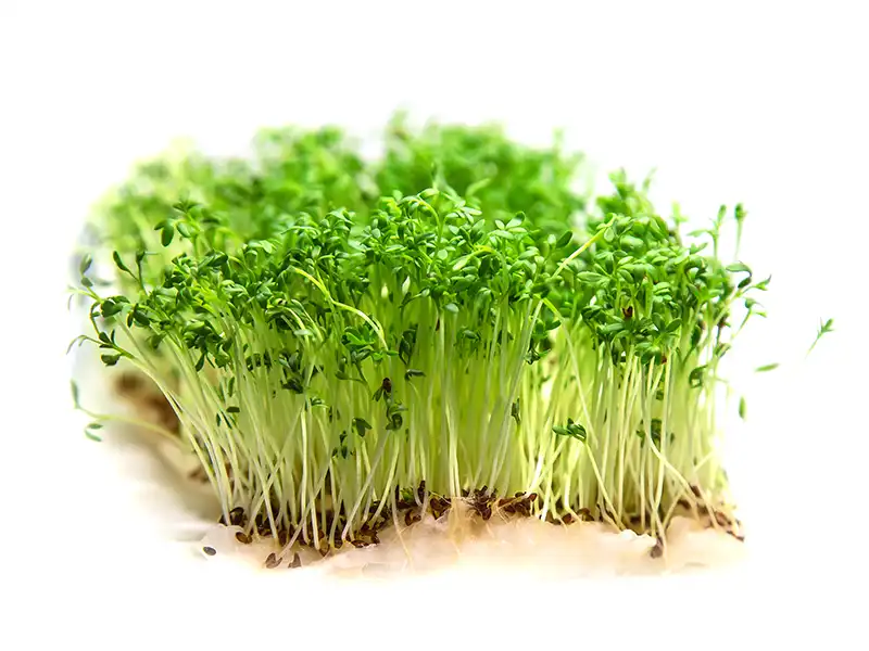 chervil-microgreens-seedmart-australia