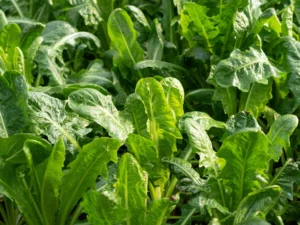 Chicory Spadona in Field | Seedmart