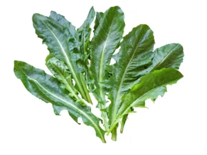 Chicory Spadona Vegetable Seeds ~ Seedmart
