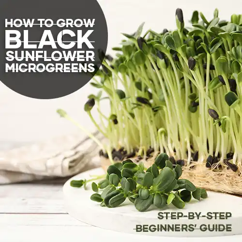 how-to-grow-black-sunflower-microgreens-seedmart-australia