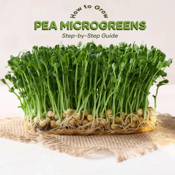 how-to-grow-pea-microgreens-seedmart-australia
