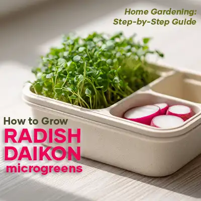 how-to-grow-radish-daikon-microgreens-seedmart-australia