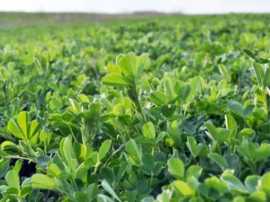 Sequel Lucerne Seeds | Seedmart