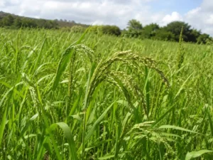 Shirohie Millet Seeds | Seedmart Australia