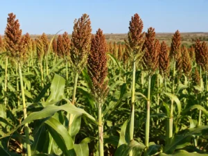 Sorghum Sugar Drip Seeds | Seedmart Australia