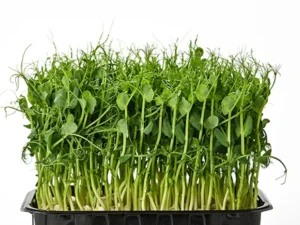 yarrow-microgreen-seedmart-australia