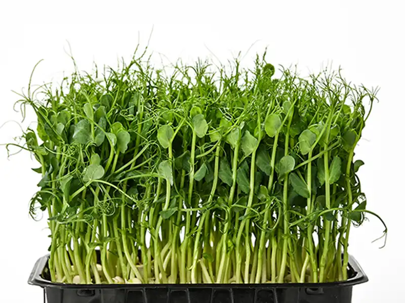 yarrow-microgreen-seedmart-australia