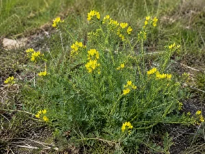 Yellow Serradella Seeds | Seedmart Australia