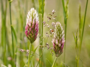 arrowleaf-clover-seeds-seedmart-australia