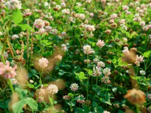balansa-clover-seeds-seedmart-australia