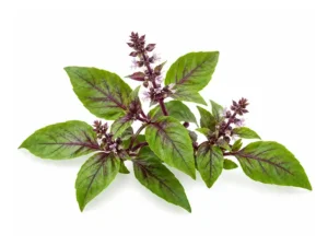 basil-cinnamon-herb-seeds-isolated-seedmart-australia