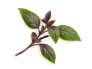 basil-cinnamon-microgreen-seeds-isolated-seedmart-australia