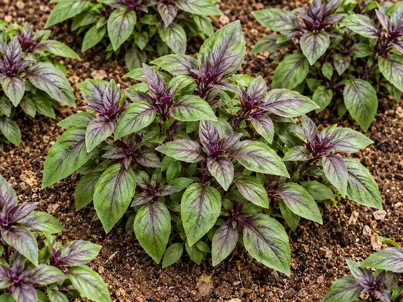 Basil Cinnamon Microgreen Seeds - Image 2