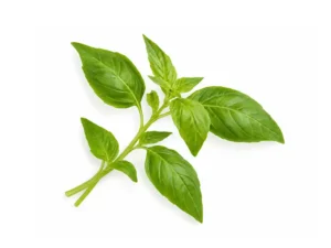 basil-lemon-microgreen-seeds-isolated-seedmart-australia